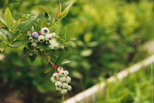 Closeup of Fresh ripe blueberry branch or shrub from bush at homemade garden or fruit farm field. Showing and presenting various stages of ripeness. Growing seasonal blue berry