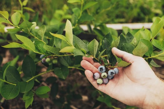 Closeup shoot of human farmer hand while gathering fresh ripe blueberry from bush branch at homemade garden or fruit farm field. Harvest season or organic farming concept. Copy space for text
