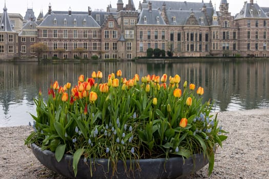 A flower bed with blooming tulips in front of Binnenhof - Dutch Parliament with Hofvijver pond, The Hague, The Netherlands