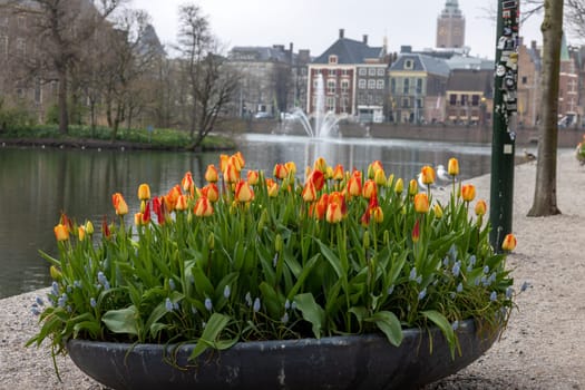 A flower bed with blooming tulips in front of Binnenhof - Dutch Parliament with Hofvijver pond, The Hague, The Netherlands