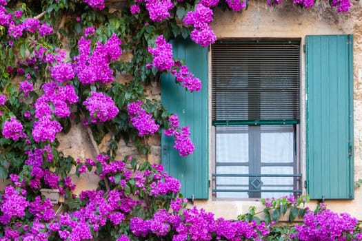 Blooming bouganville flower in summer season- exterior decoration of Italian home with traditional window