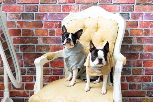 Two boston terrier dog posing in a studio, white and dark background