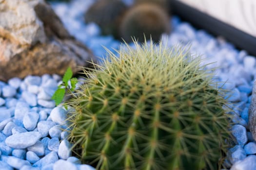 Cactus plant in Italy at a street planting from stones