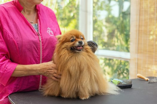 Woman is combing Pomeranian dog. Other tools are lying on the table. Horizontally.
