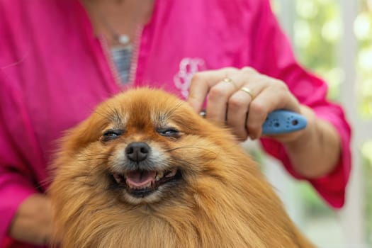 Closeup portrait of combed cute Pomeranian dog.  Front view. Horizontally.