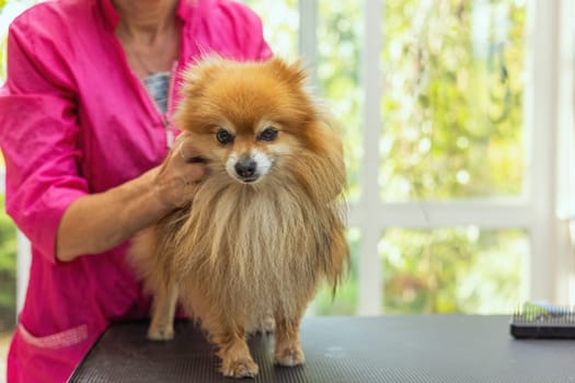Pomeranian dog is ready for grooming standing on the table.  Horizontally.