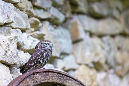 Side view of the little owl (Athene noctua), also known as the owl of Athena is posing in front of a stone wall looking up at the free space ready for your text.