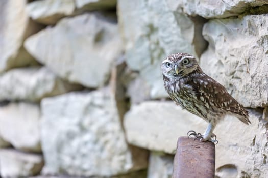 Closeup view of the Owl of Athena posing in front of a stone wall looking at the camera.