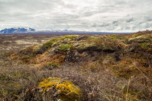 Lichens and mosses in Thingvellir National Park, Iceland
