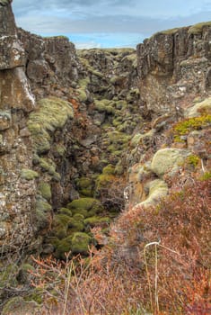 Crevice overgrown with mosses in Thingvellir National Park, Iceland