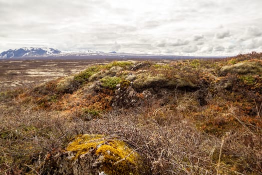 Lichens and mosses in Thingvellir National Park, Iceland
