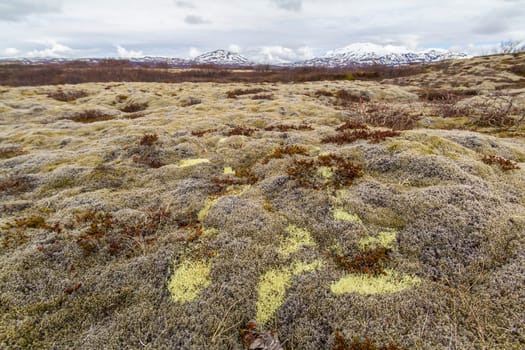 Lichens and mosses in Thingvellir National Park, Iceland