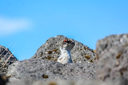 A ptarmigan bird watching curiously out of his hideout, Iceland