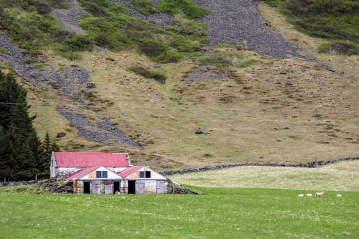 Pasture with sheeps and an old shed with red roof, Iceland