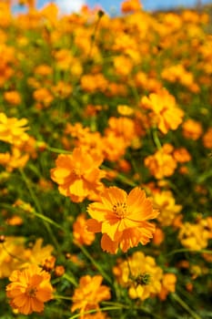 Vertical shallow focus close-up of orange marigolds taken in bright sunlight. Shadows of pollen cast on the petals. The background is other flowers. many more and blurred green flower stalks