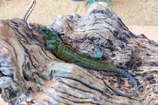 Fresh green iguana body long and slender. tight muscles It was comfortably stretched out on a log. The iguana's indifferent gaze at the photographer was impressive. Can convey meaning in many ways.