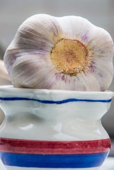 big, fresh garlic tuber in a closeup