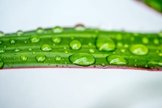green leaf with rain drops in a macro on a white empty background