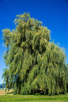 Babylon willow in summertime in Germany