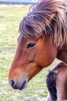 Portrait of brown Icelandic ponies, North Iceland