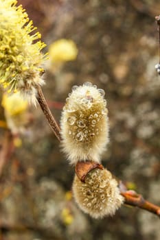 Catkins blossoms in Immuborgir, Myvatn area in Iceland