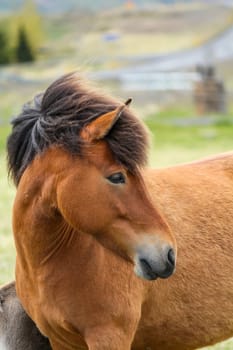 Portrait of brown Icelandic ponies, North Iceland