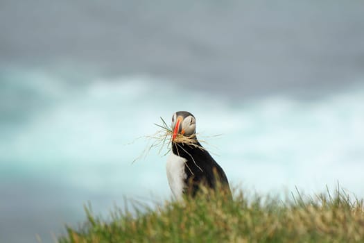 Atlantic puffin at the famous bird breeding place Latrabjarg, carrying grass for the nest, looking into the camera, Iceland