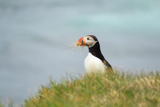 Atlantic puffin at their breeding place Latrabjarg, Iceland