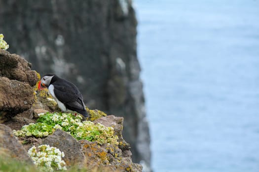 Atlantic puffin at their breeding place Latrabjarg, Iceland