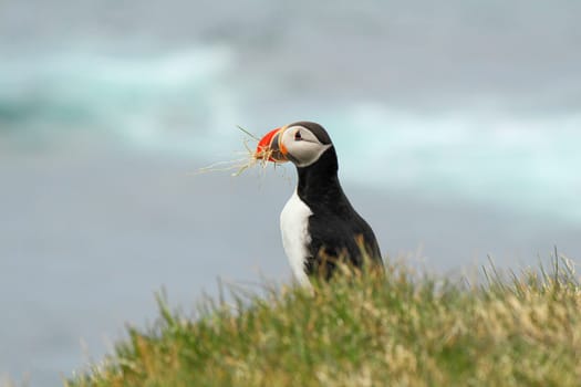 Atlantic puffin at the famous bird breeding place Latrabjarg, carrying grass for the nest, Iceland