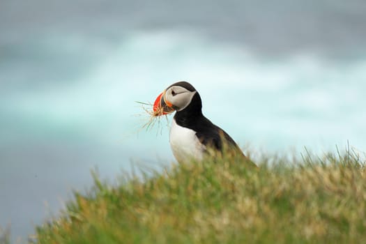 Atlantic puffin at the famous bird breeding place Latrabjarg, carrying grass for the nest, blurry background, Iceland