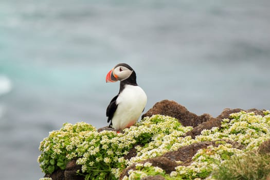 Atlantic puffin at their breeding place Latrabjarg, Iceland