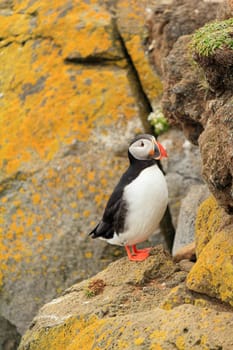 Atlantic puffin staying at the cliff of Latrabjarg, Iceland