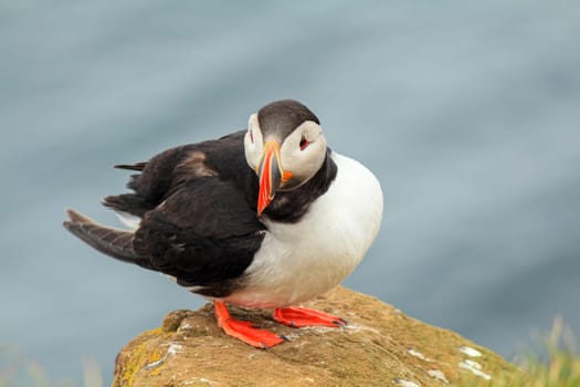 Atlantic puffin at their breeding place Latrabjarg, Iceland