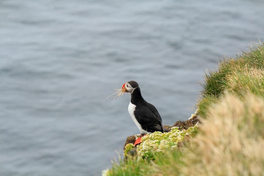 Atlantic puffin at their breeding place Latrabjarg, Iceland