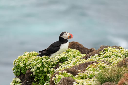 Atlantic puffin at their breeding place Latrabjarg, Iceland