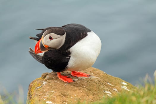 Atlantic puffin staying on a stone at the cliff of Latrabjarg, Iceland
