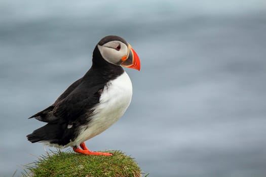 Atlantic puffin at their breeding place Latrabjarg, Iceland