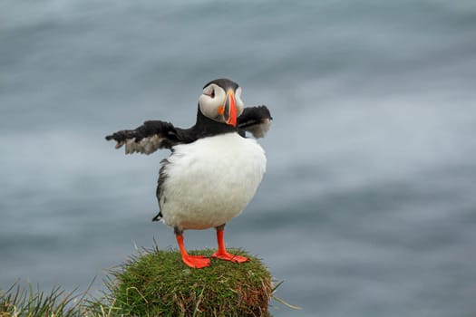 Atlantic puffin at their breeding place Latrabjarg, Iceland