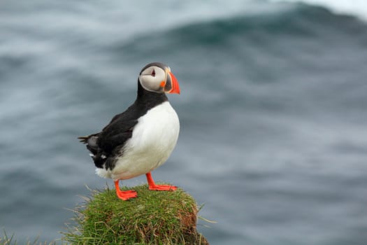 Atlantic puffin staying at the cliff of Latrabjarg, waves of the sea blurry in the background, Iceland