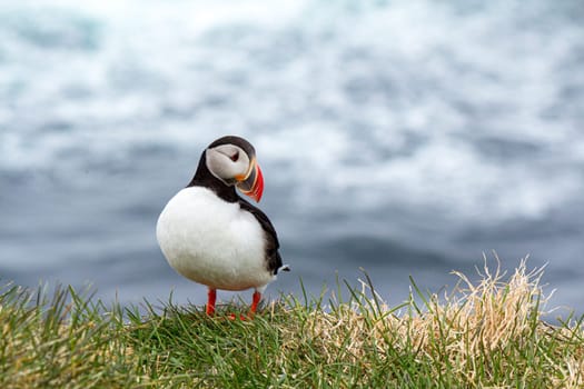 Atlantic puffin at the famous bird breeding place Latrabjarg, showing his profile, Iceland