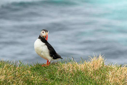 Atlantic puffin at the famous bird breeding place Latrabjarg, looking into camera, Iceland