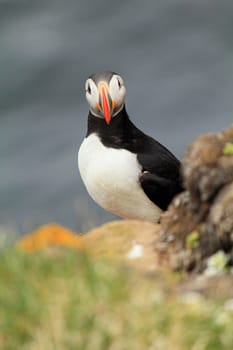 Atlantic puffin at the famous bird breeding place Latrabjarg, looking into camera