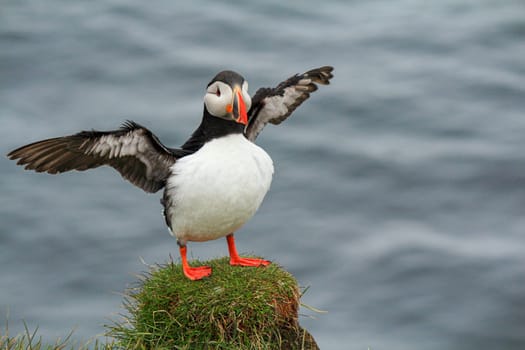Atlantic puffin landing at the cliff of Latrabjarg, wings still moving from the fly, Iceland