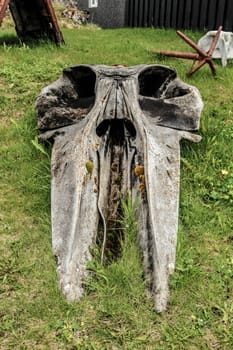 Whale skull laying in the yard as decoration, Iceland