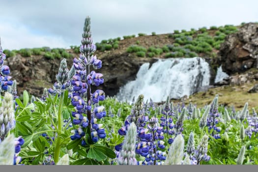 Arctic lupines in front of Hvalfjordur waterfall in Iceland