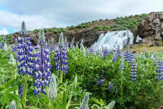 Arctic lupines in front of Hvalfjordur waterfall in Iceland