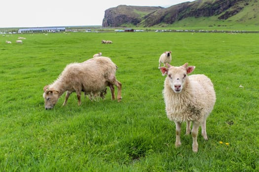Young nosy sheep posing for the camera, Iceland