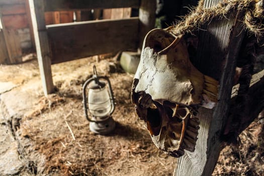 Skull of a sheep tied on a fence in a stable, Skogar in Iceland