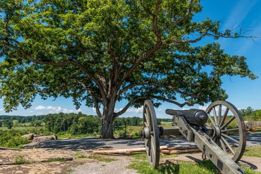 Canon beneath an old beautiful tree in Gettysburg, USA